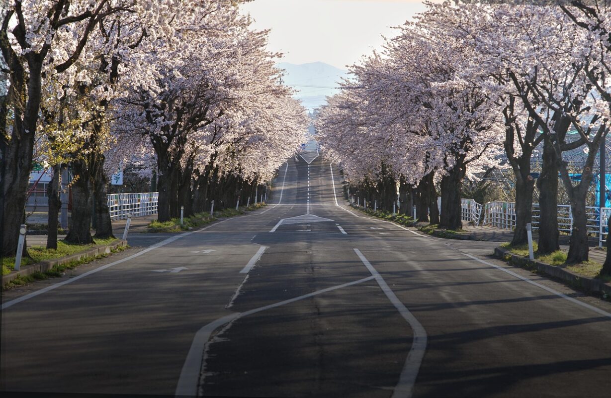 Driving in Japan offers plenty of scenic routes, like this road surrounded by sakura trees